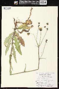 Sonchus arvensis image