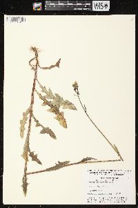 Sonchus arvensis image