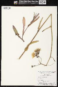 Sonchus arvensis image