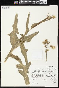 Sonchus arvensis image