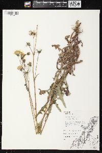 Sonchus arvensis image