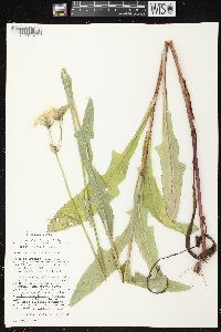 Sonchus arvensis image