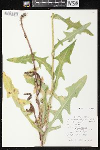 Sonchus arvensis image