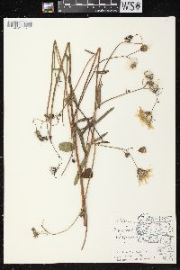 Sonchus arvensis image