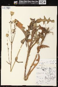 Sonchus arvensis image