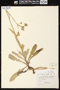 Sonchus arvensis image