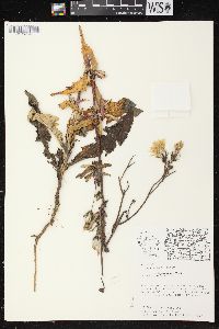 Sonchus arvensis image