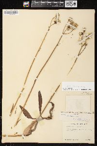 Sonchus arvensis image