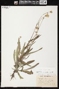 Sonchus arvensis image