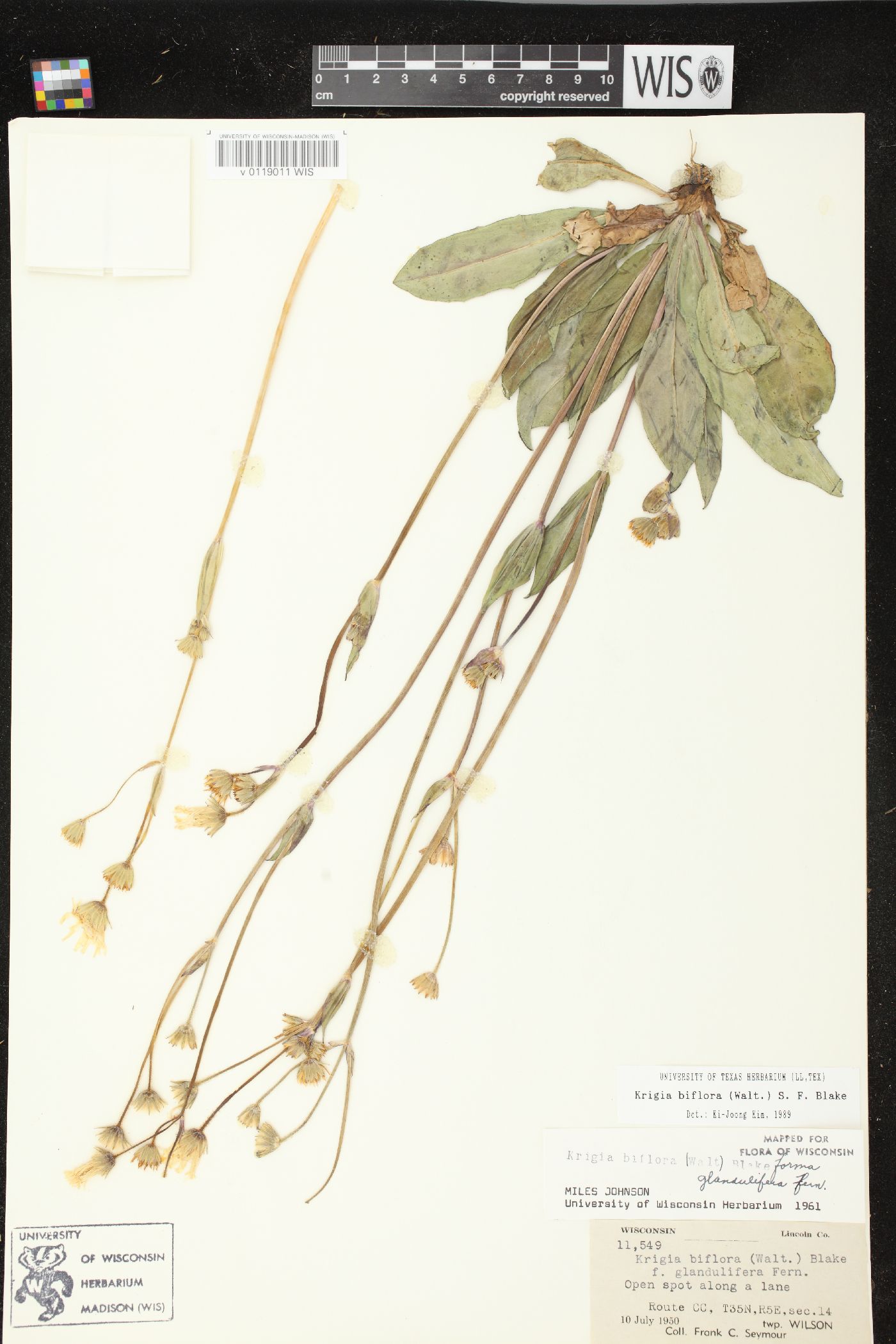 Krigia biflora var. biflora image