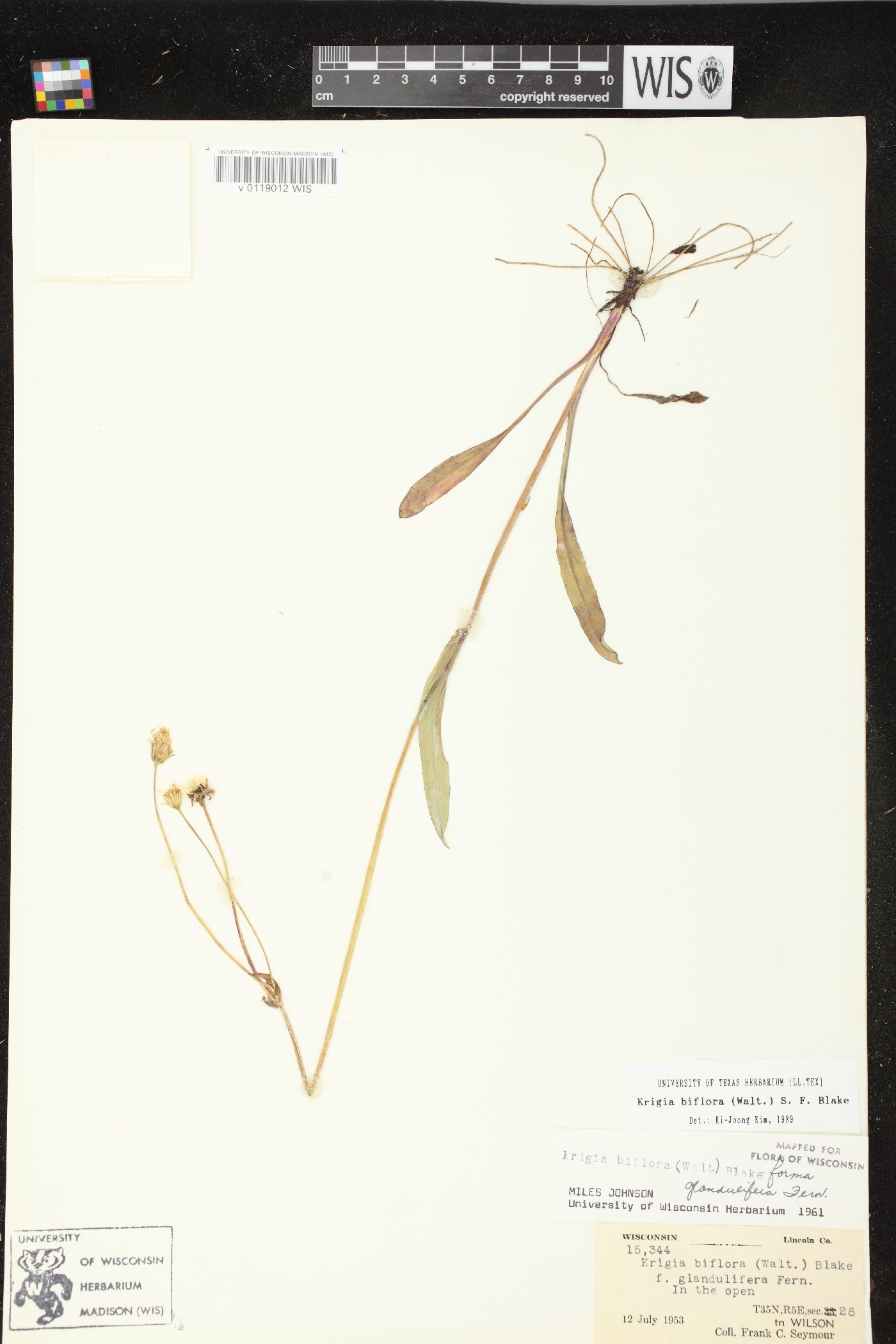 Krigia biflora var. biflora image