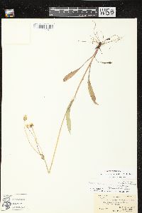 Krigia biflora var. biflora image