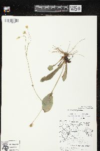 Krigia biflora image