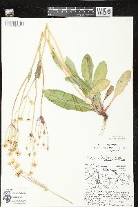 Krigia biflora var. biflora image