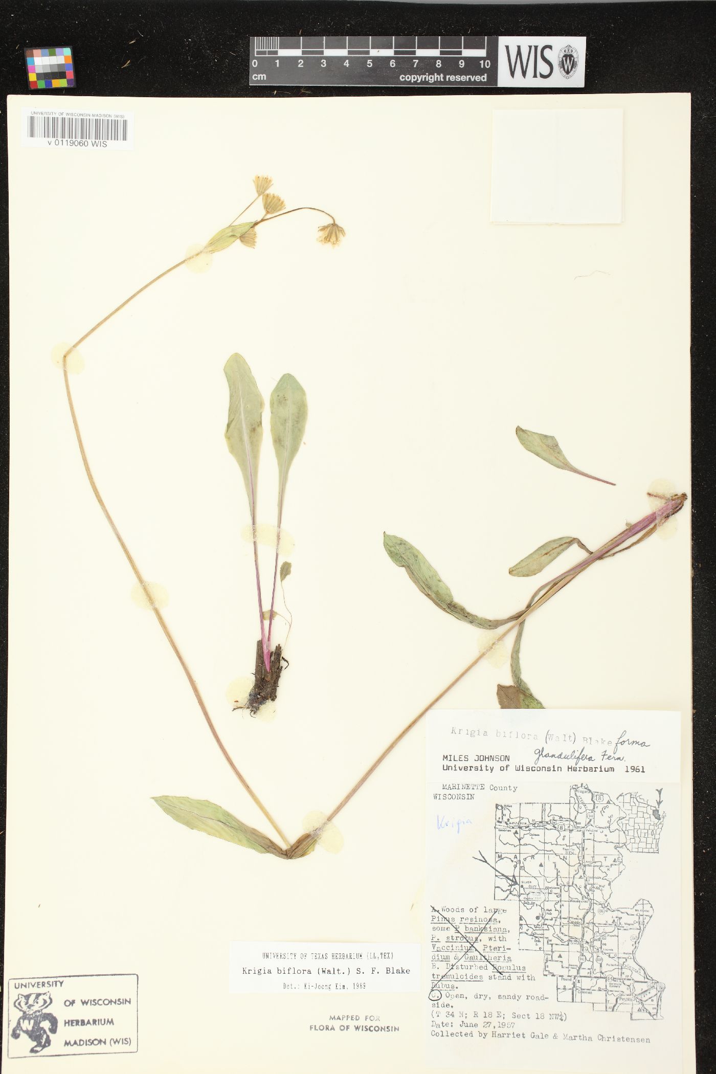 Krigia biflora var. biflora image