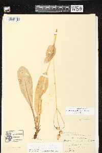 Krigia biflora var. biflora image