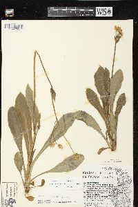 Krigia biflora image