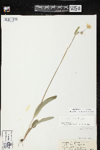 Krigia biflora image