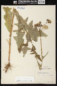 Sonchus arvensis image