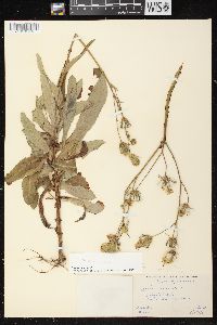 Sonchus arvensis image