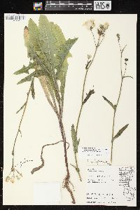 Sonchus arvensis image