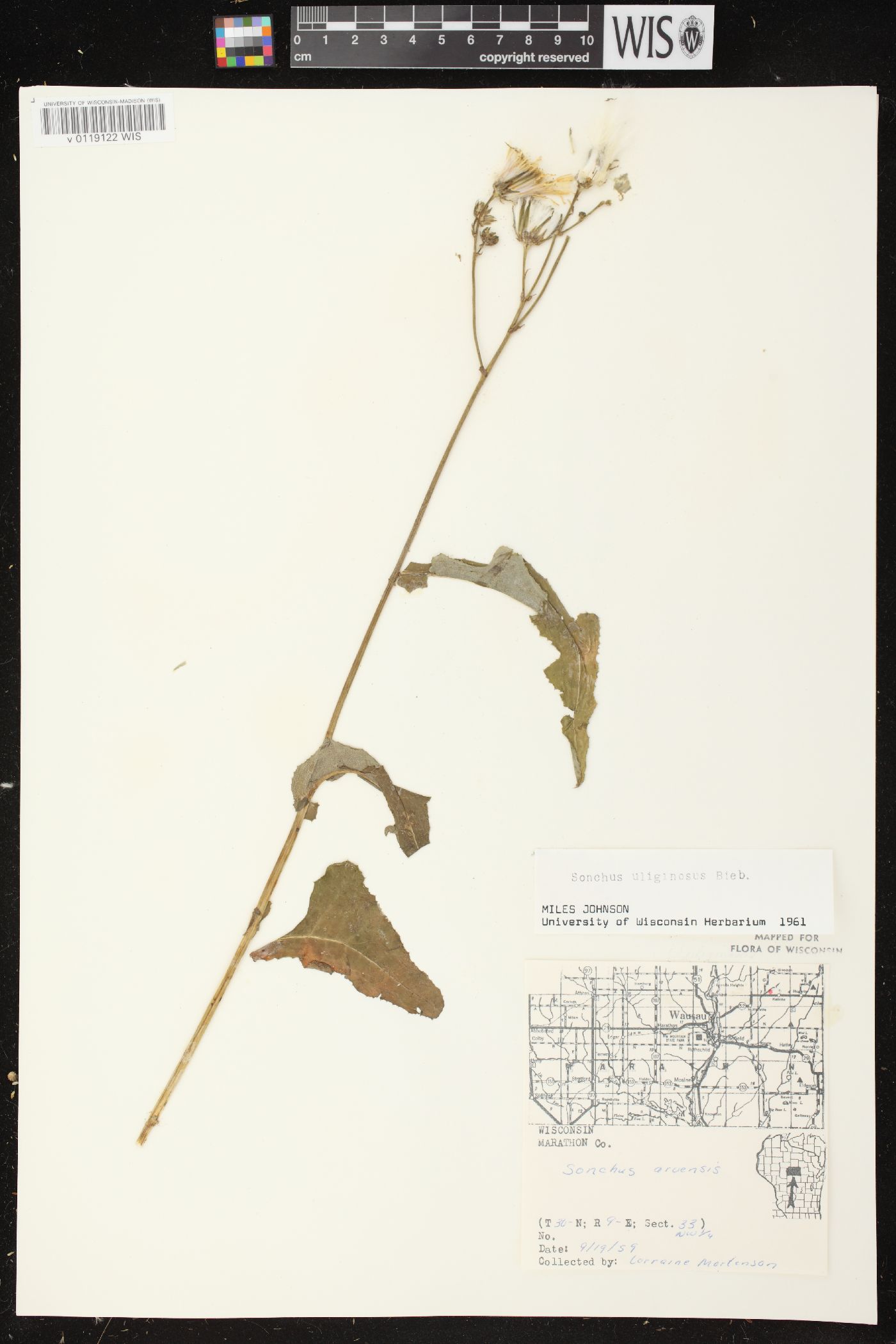 Sonchus arvensis var. glabrescens image