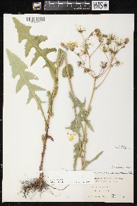 Sonchus arvensis image