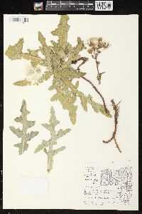 Sonchus arvensis image