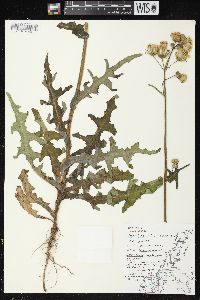 Sonchus arvensis image