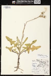 Sonchus arvensis image