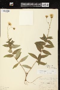 Hieracium kalmii image