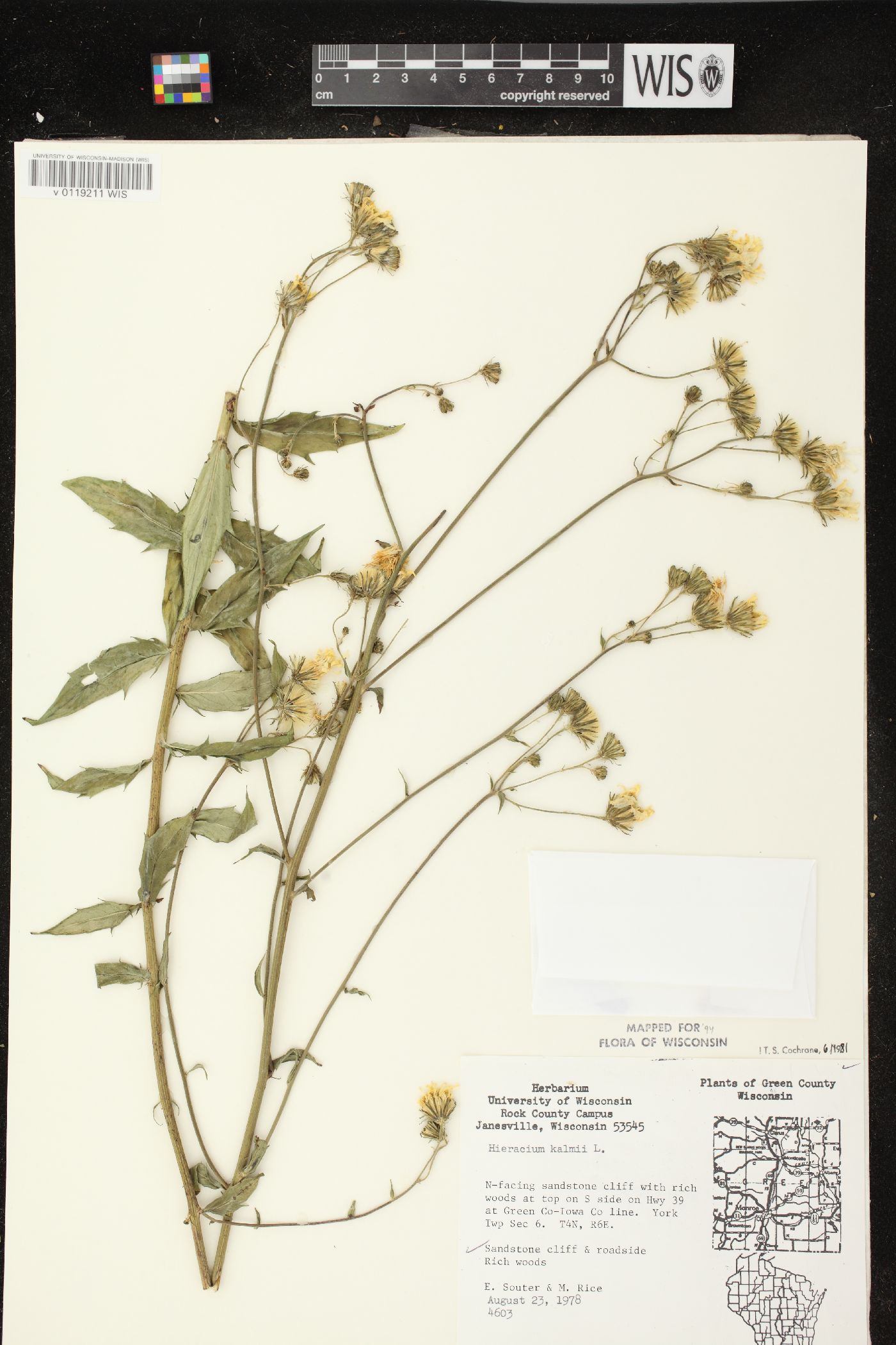 Hieracium kalmii image