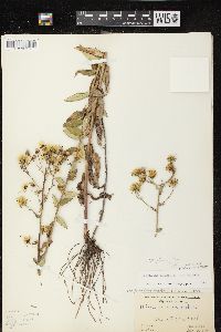 Hieracium kalmii image