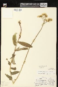 Hieracium kalmii image