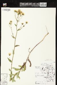 Hieracium kalmii image