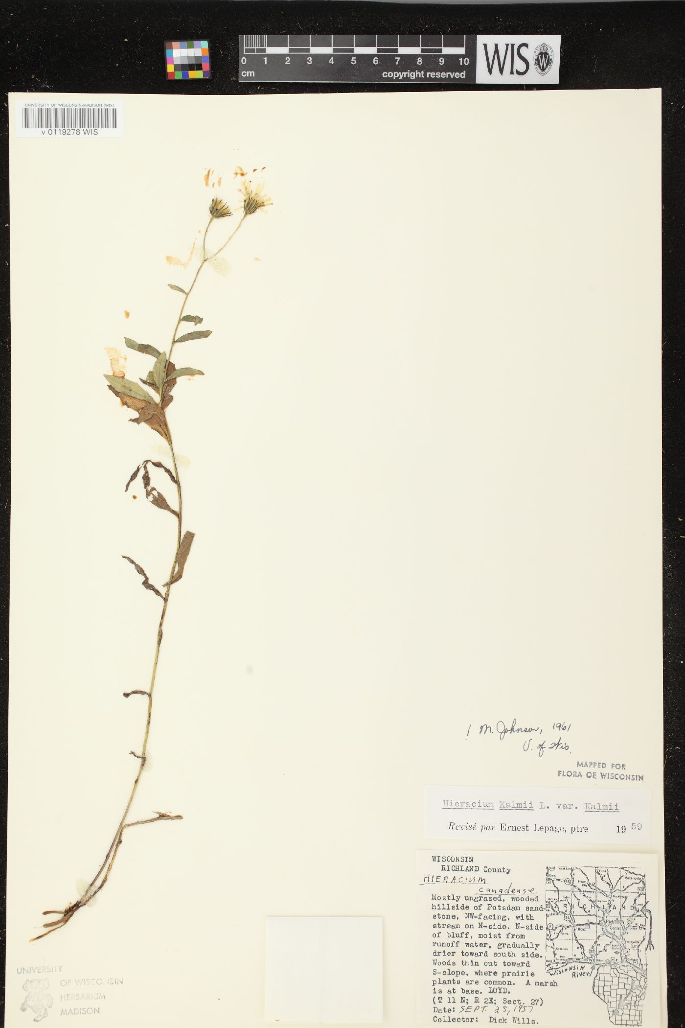 Hieracium kalmii image