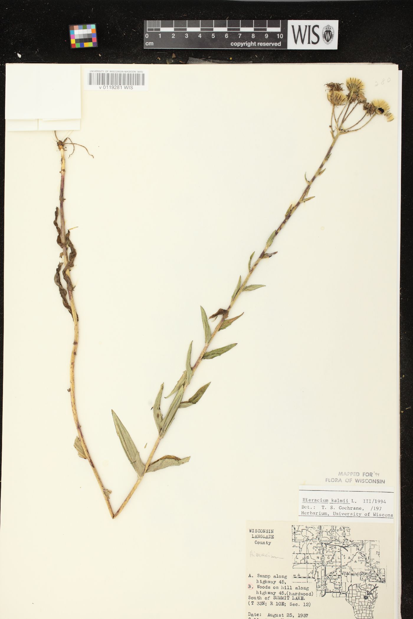 Hieracium kalmii image