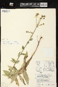 Hieracium kalmii image