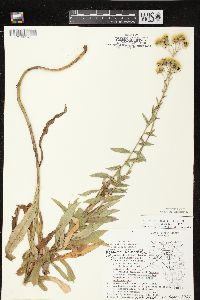 Hieracium kalmii image