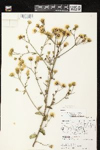 Hieracium kalmii image