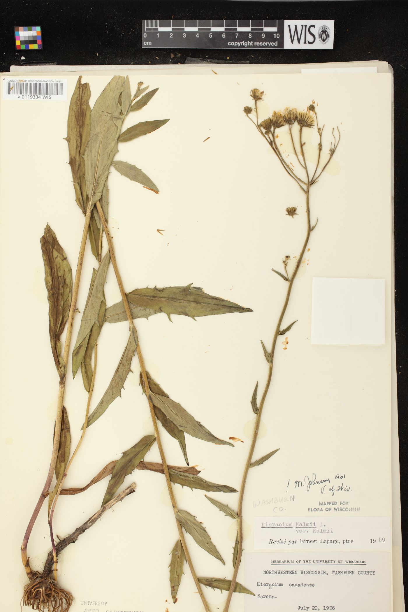 Hieracium kalmii image