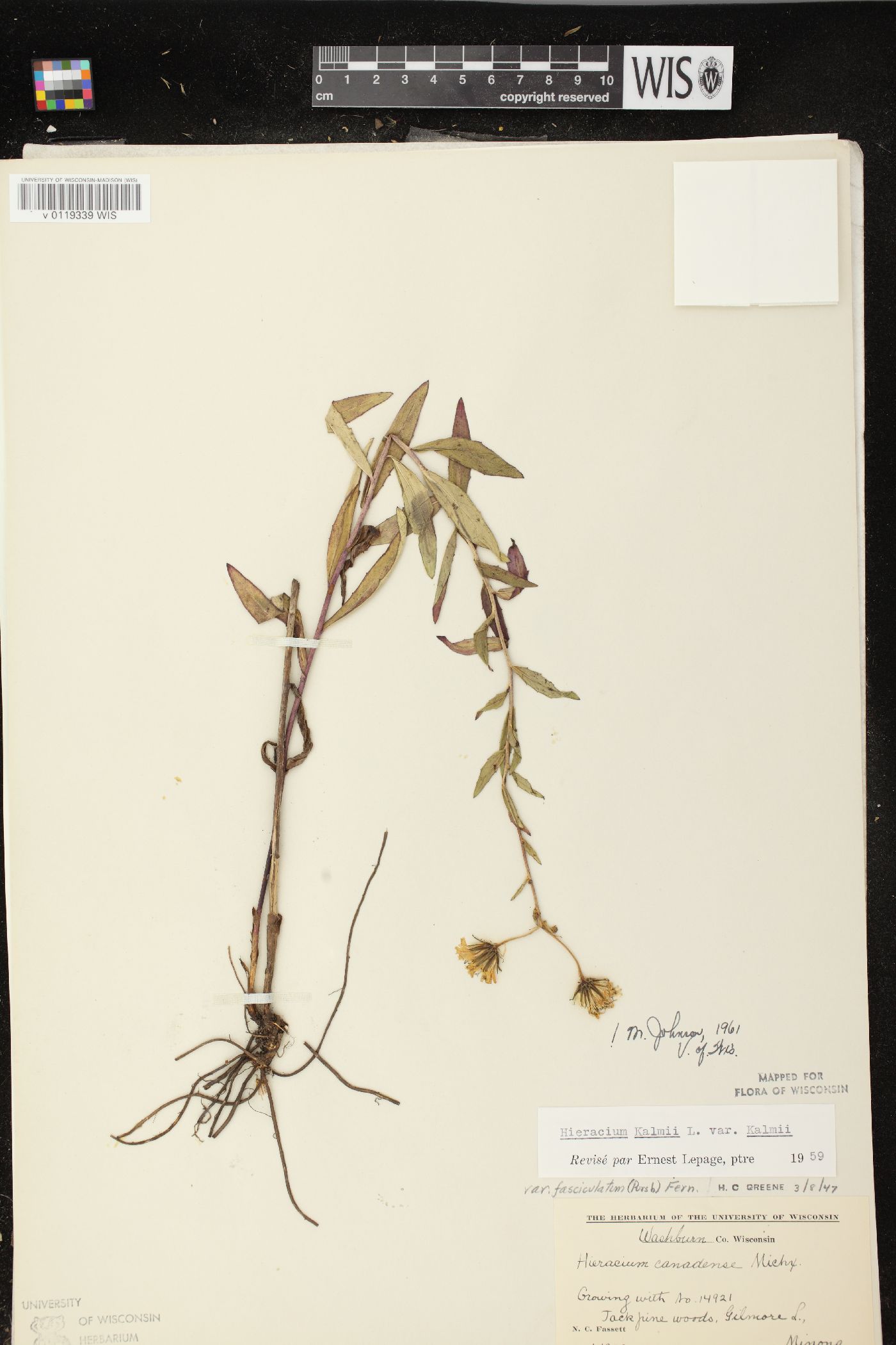 Hieracium kalmii image