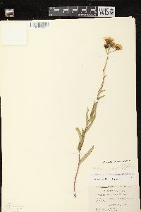 Hieracium kalmii image