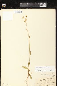 Hieracium scabrum image