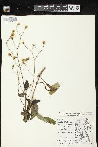 Hieracium scabrum image