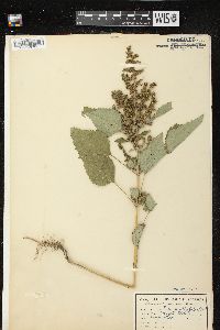 Cyclachaena xanthiifolia image