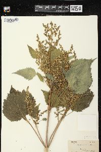 Cyclachaena xanthiifolia image