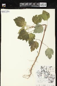 Cyclachaena xanthiifolia image