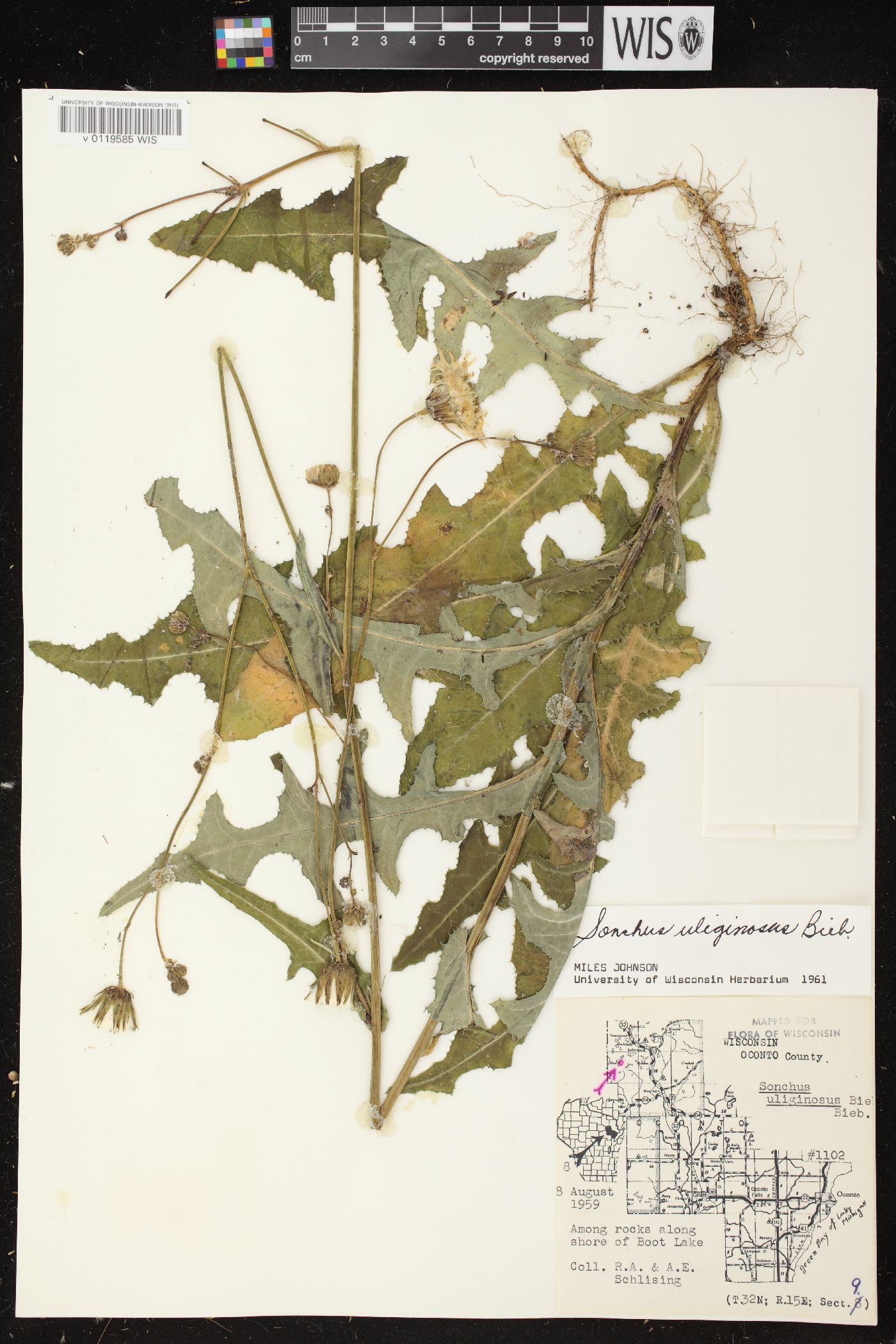 Sonchus arvensis image