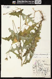 Sonchus arvensis image